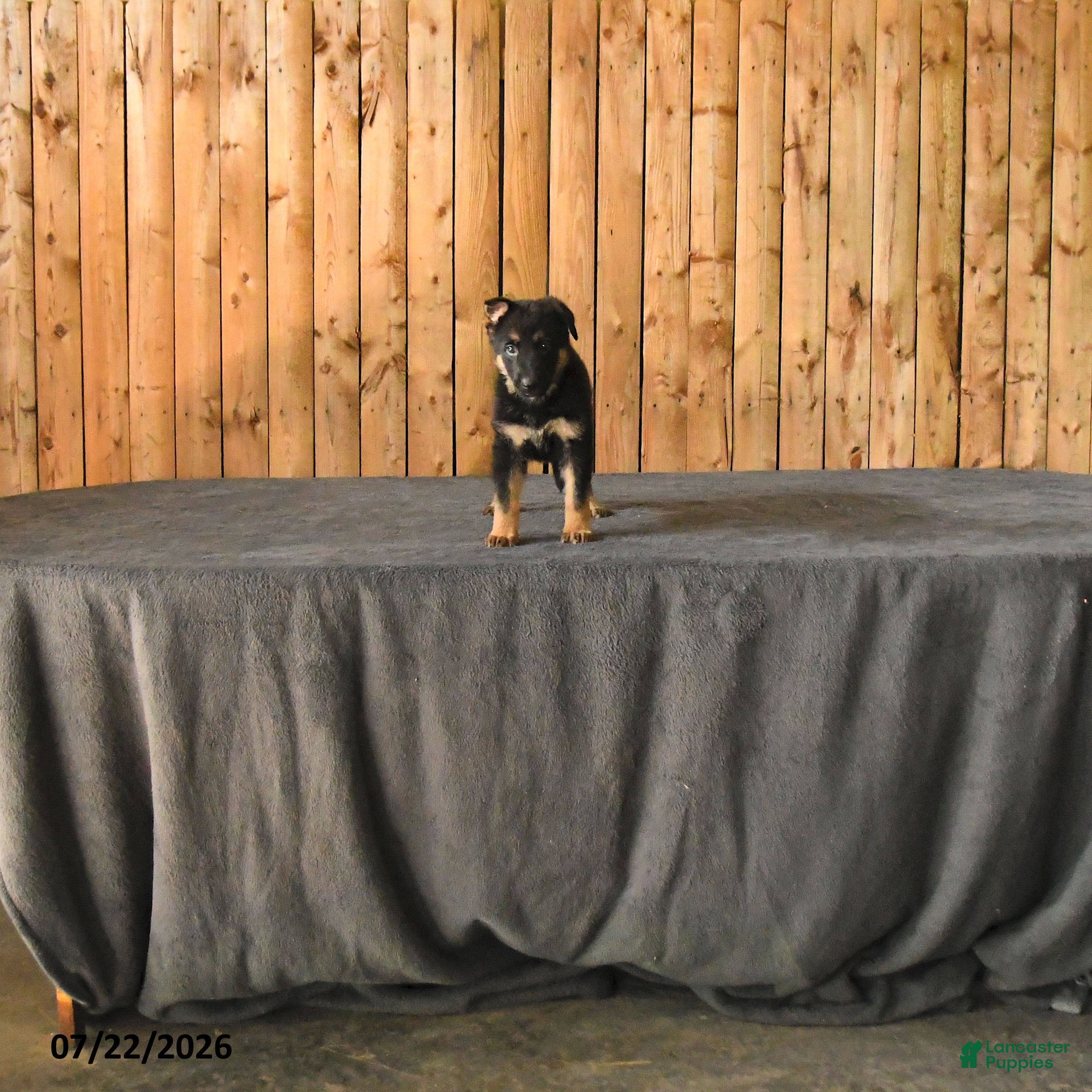 German Shepherd dogs Freya - Ad 1