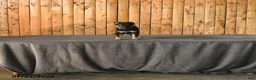 German Shepherd dogs for sale: Freya - Ad 1