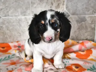 Miniature Dachshund dogs Rover - Ad 14