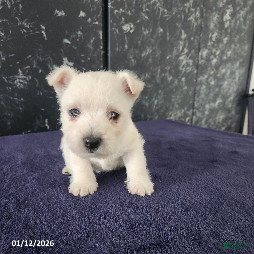 West Highland Terrier dogs for sale: Macy - Ad 3