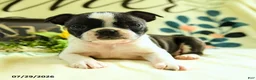 Boston Terrier dogs for sale: Zippy - Ad 2