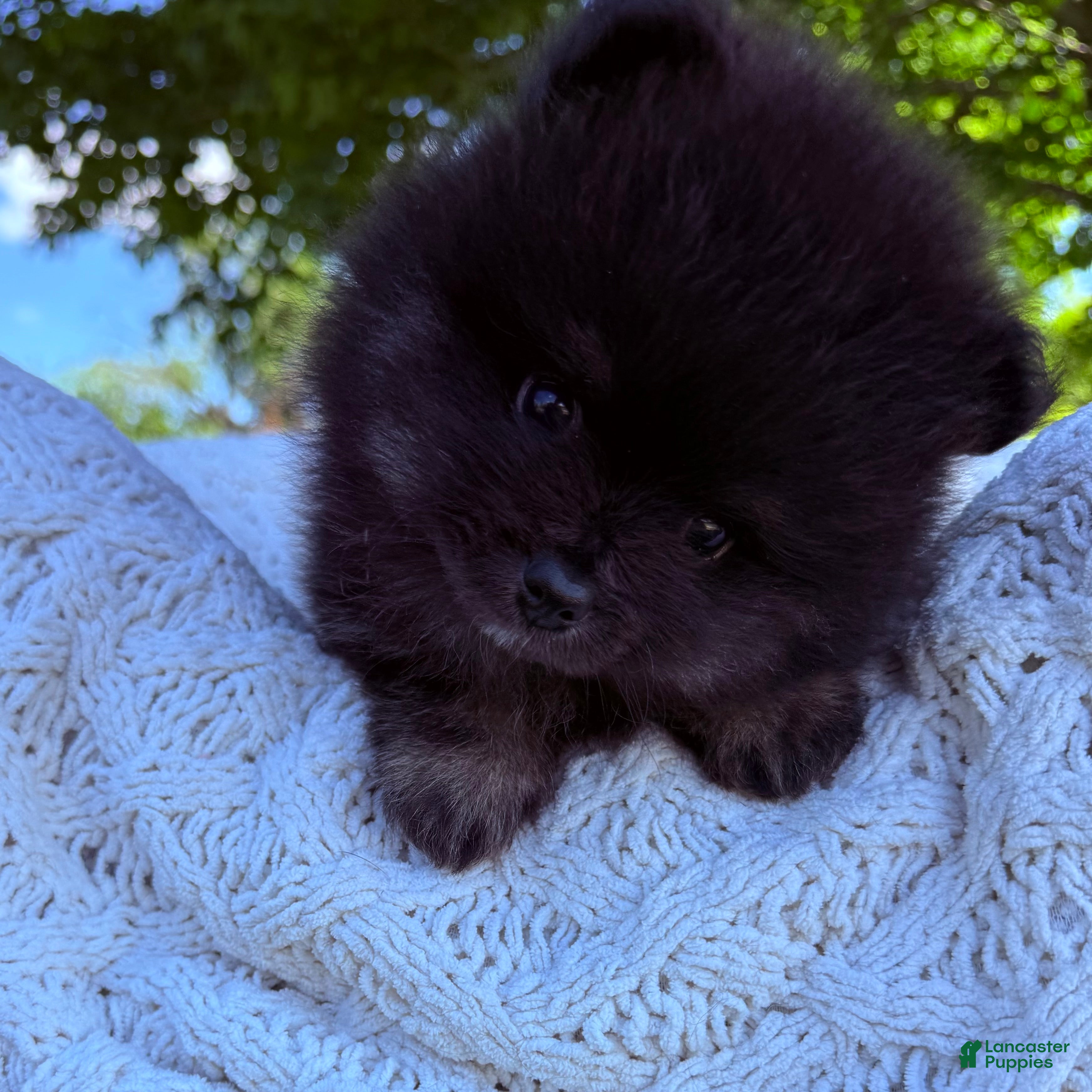 Pomeranian dogs Pomeranian 1 - Ad 23