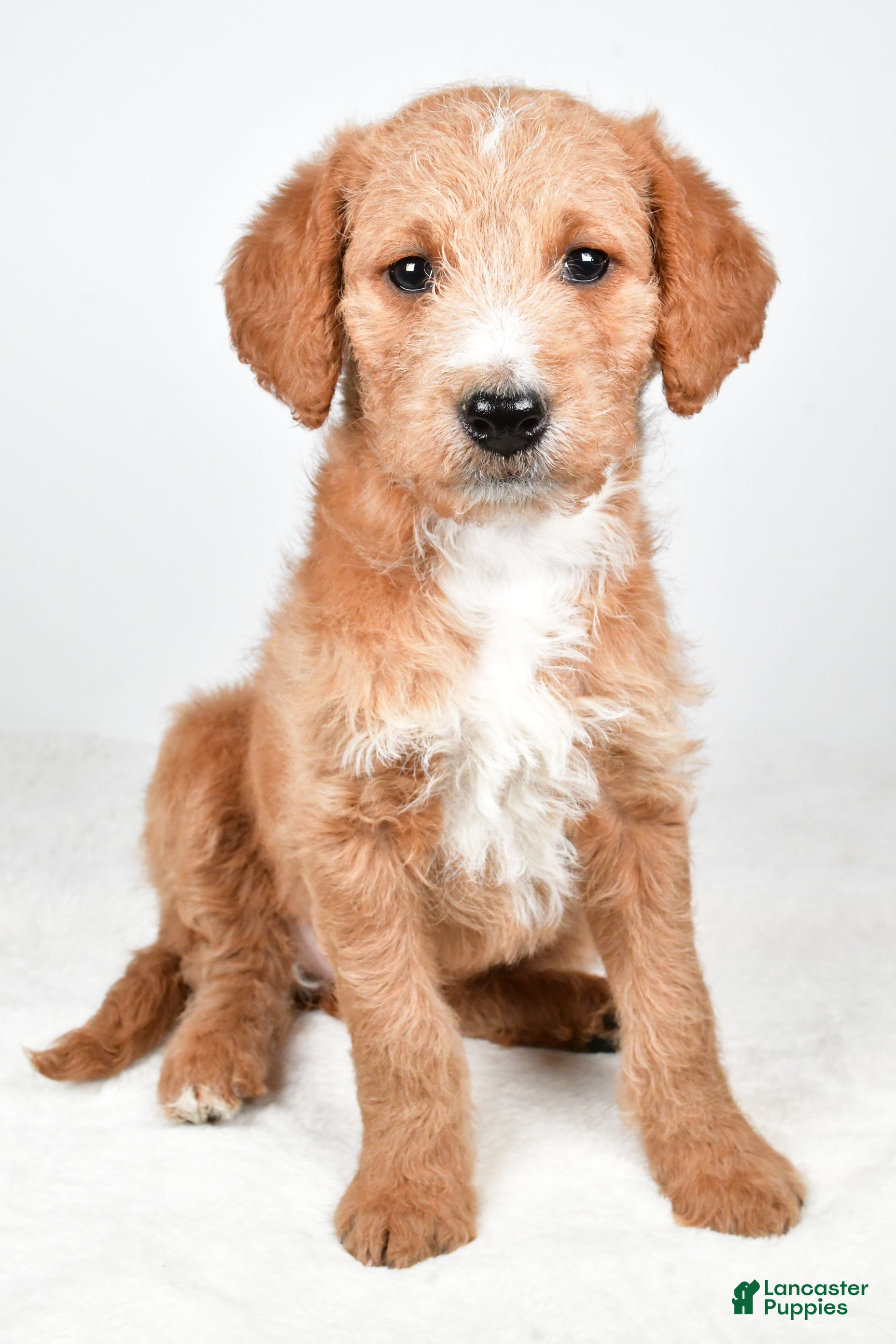 Labradoodle dogs Nadine - Ad 11