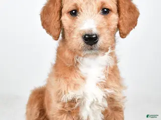 Labradoodle dogs Nadine - Ad 35