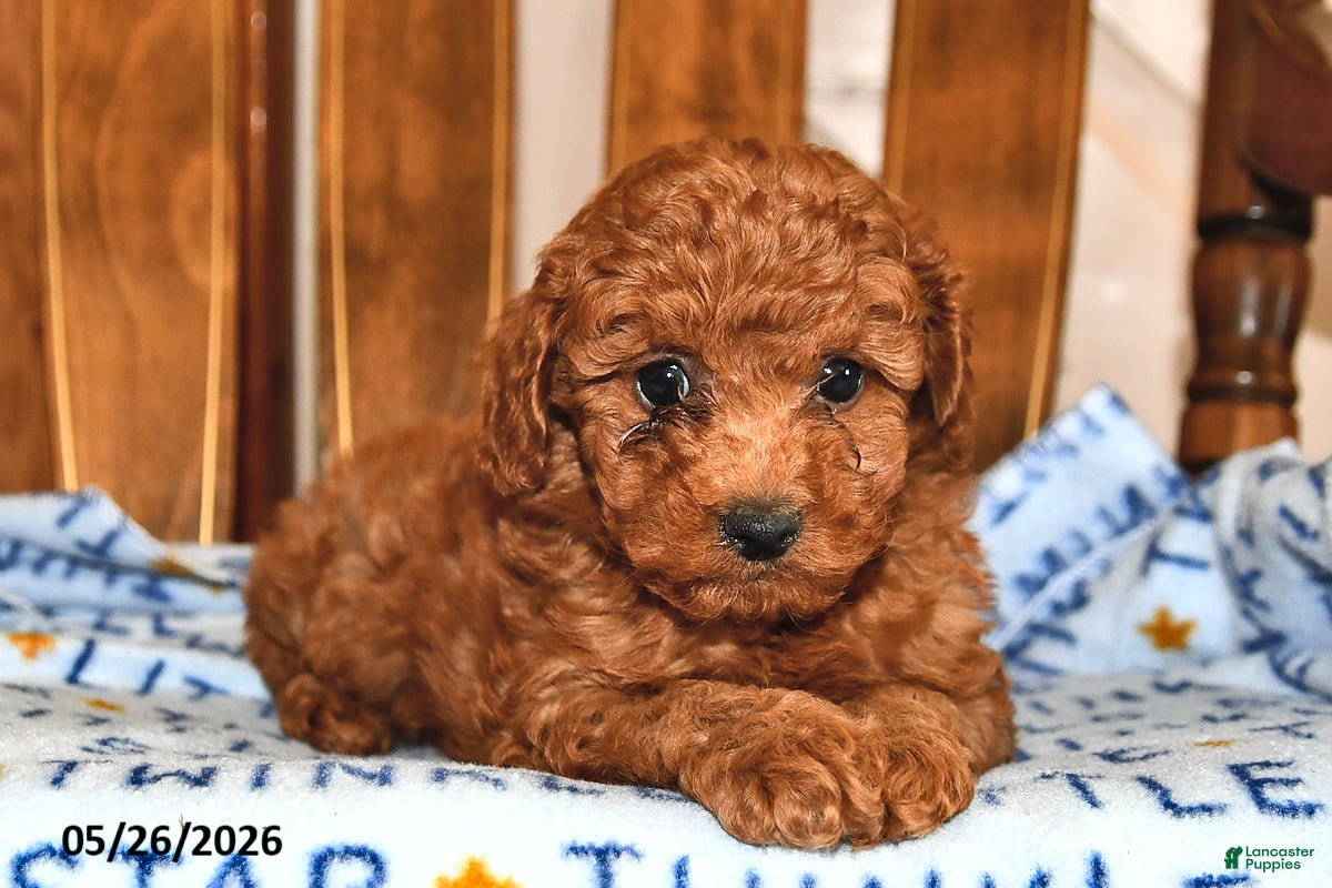 Cavapoo dogs Penny - Ad 2