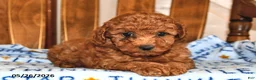 Cavapoo dogs for sale: Penny - Ad 2