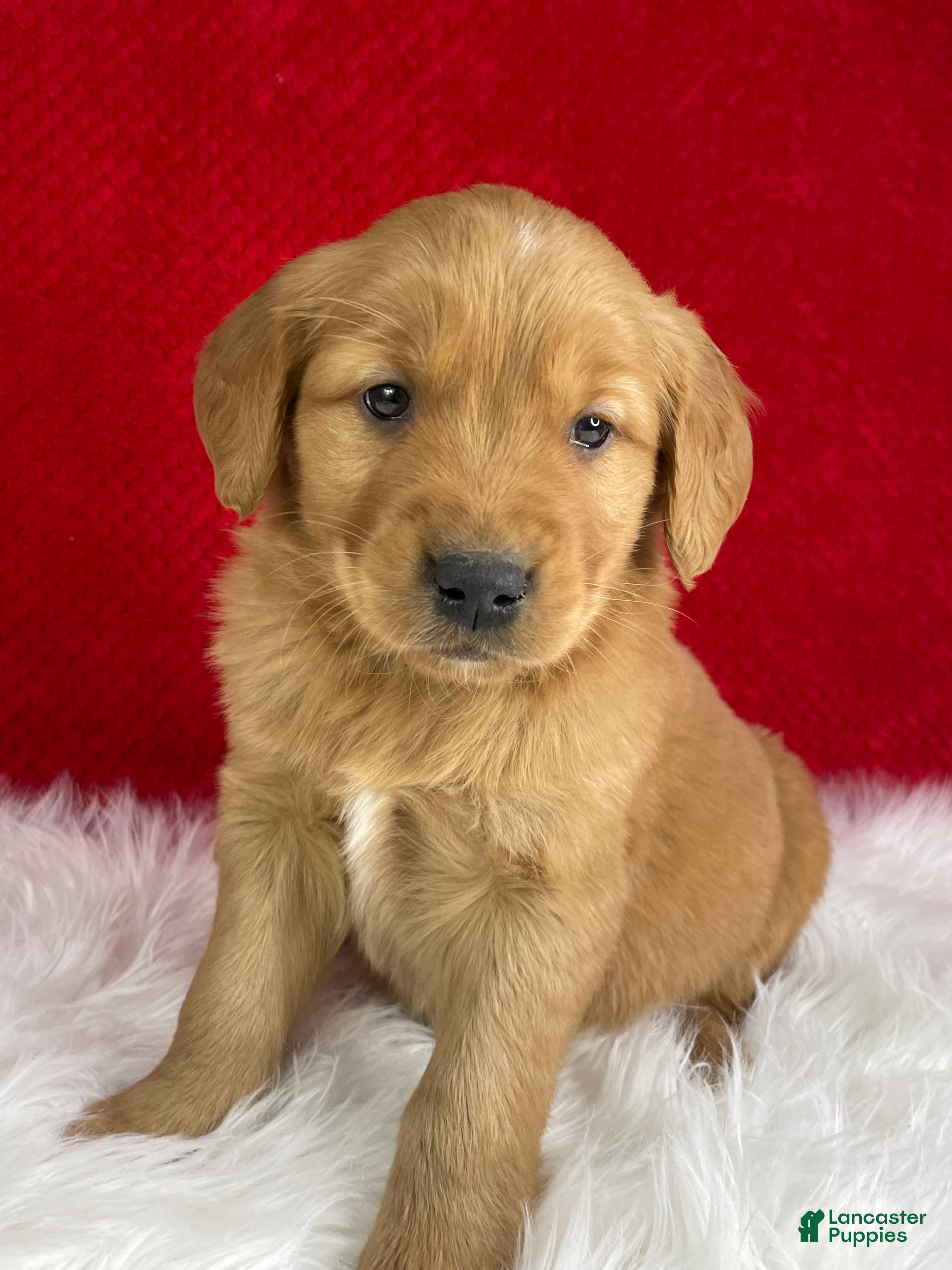 Golden Retriever dogs Donner - Ad 23