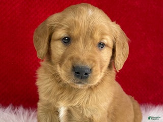 Golden Retriever dogs Donner - Ad 23