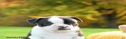 Boston Terrier dogs for sale: Nutella - Ad 4