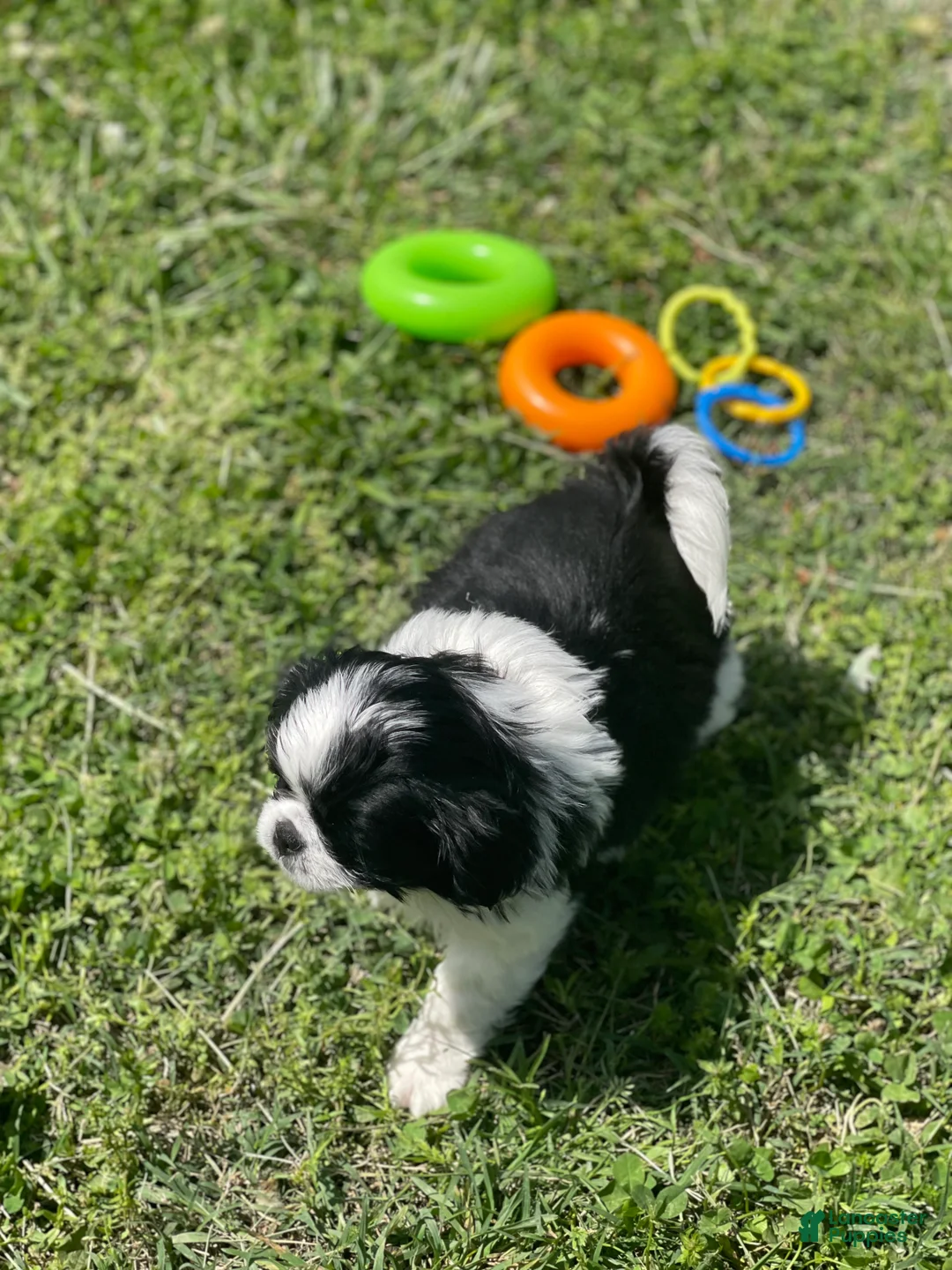 Japanese Chin dogs for sale: Japanese Chin Puppy 12 - Ad 2