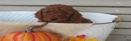 Mini Goldendoodle dogs for sale: Coffee - Ad 12