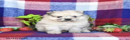 Pomeranian dogs for sale: Rusty - Ad 2