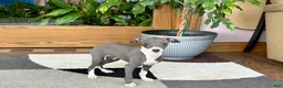 Italian Greyhound dogs for sale: Italian Greyhound 4 blue girl  - Ad 3