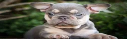 French Bulldog dogs for sale: 🐾 Meet Kingston — A Happy Little Frenchie with Plenty of Love to Give! 🐾 - Ad 3