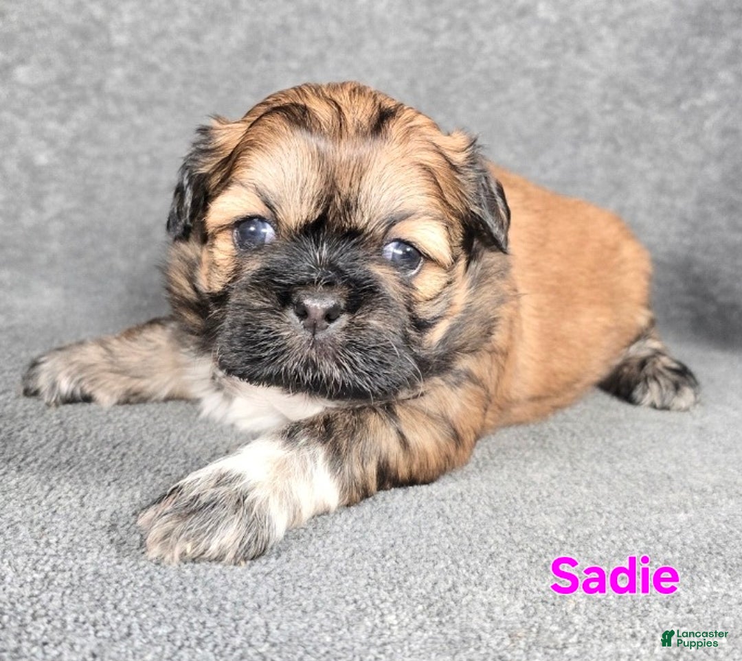 Shih Tzu dogs for sale: Sadie - Ad 5