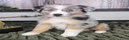 Miniature Australian Shepherd dogs for sale: Samson - Ad 3