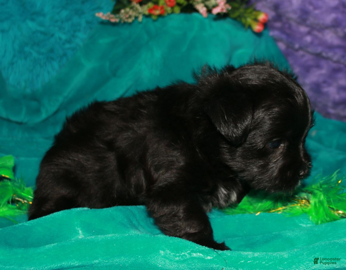 Morkie dogs Frank - Ad 2