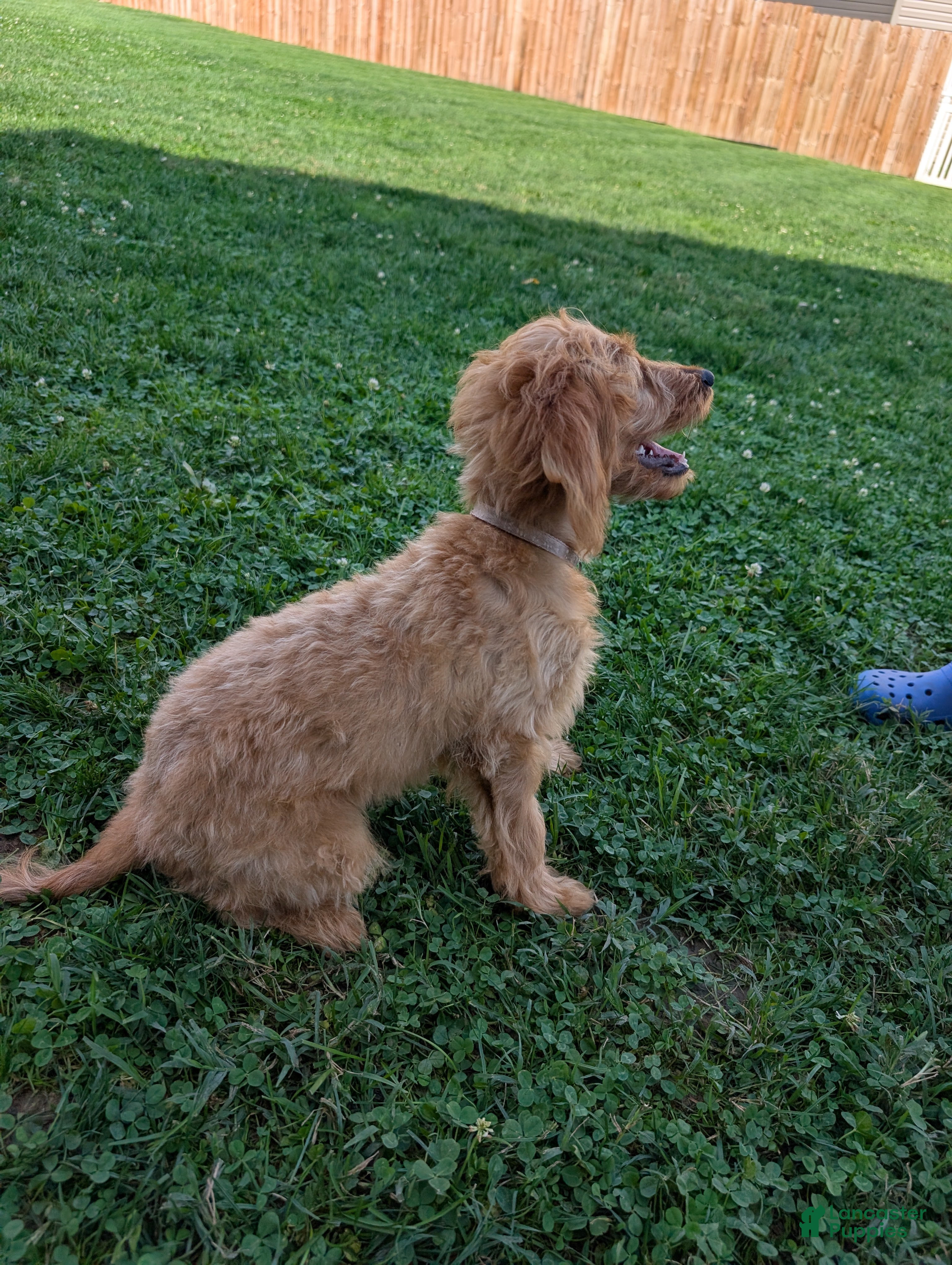 Irish Doodle dogs Irish Doodle 1 - Ad 2