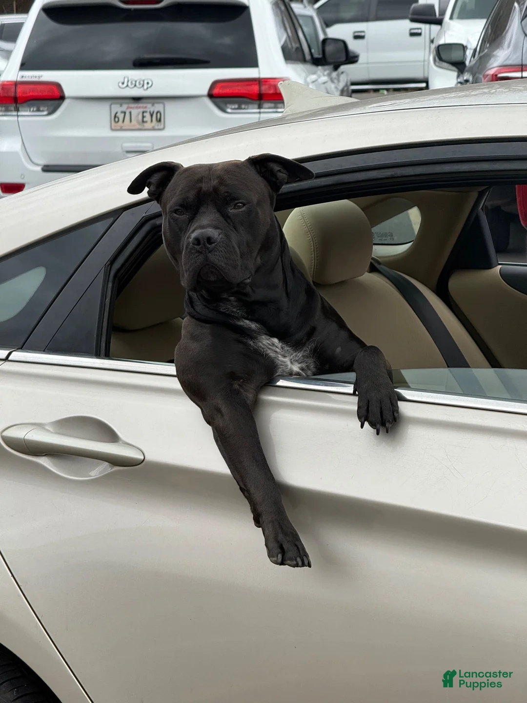 American Staffordshire Terrier dogs for sale: American Staffordshire Terrier 4 - Ad 3