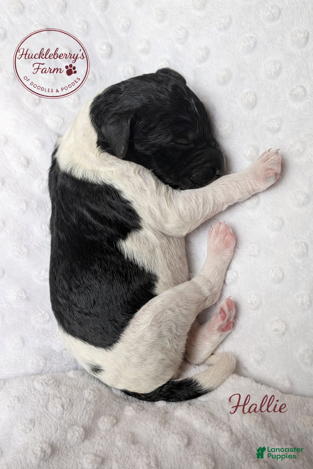 Goldendoodle dogs Hallie F1B  - Ad 17