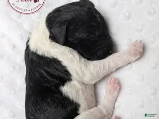 Goldendoodle dogs Hallie - Ad 17