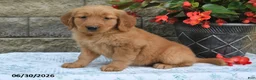 Golden Retriever dogs for sale: Amber - Ad 3