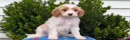 Cavapoo dogs for sale: Nash - Ad 6