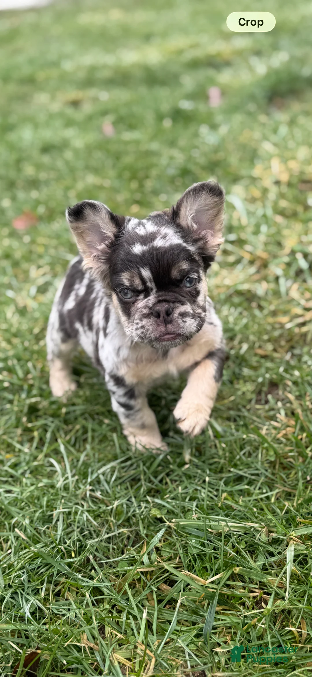 French Bulldog dogs for sale: Fluffy Louie - Ad 1