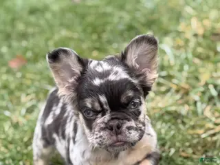 French Bulldog dogs for sale: Fluffy Louie - Ad 3