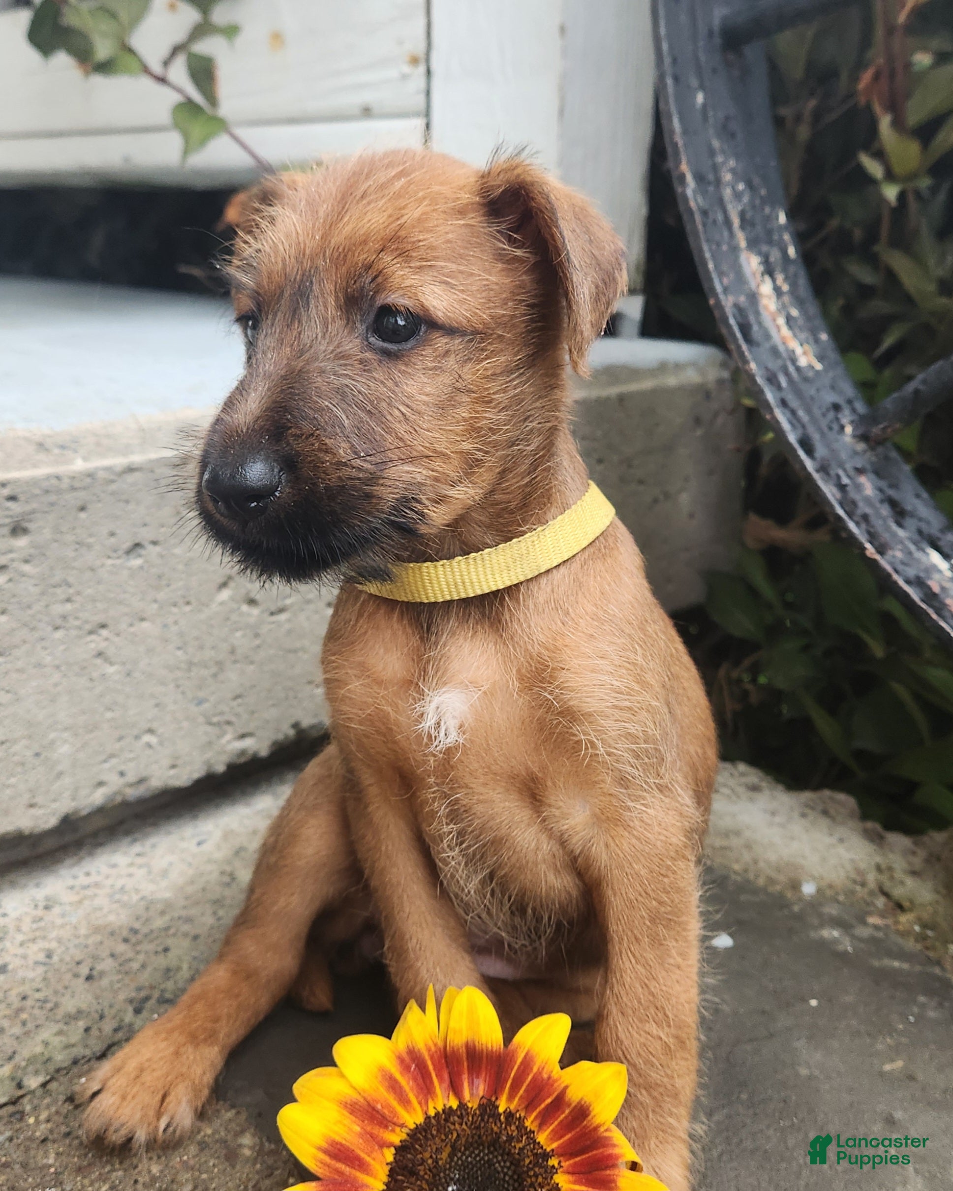 Irish Terrier dogs Ruby - Ad 2