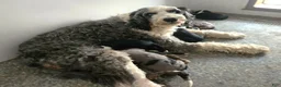 Mini Bernedoodle dogs for sale: #5 Female (Splash's) - Ad 4