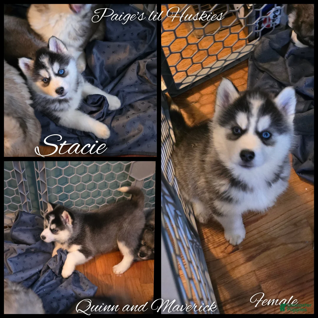Siberian Husky dogs for sale: Stacie  - Ad 1