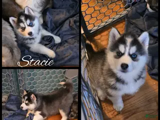 Siberian Husky dogs Stacie - Ad 11