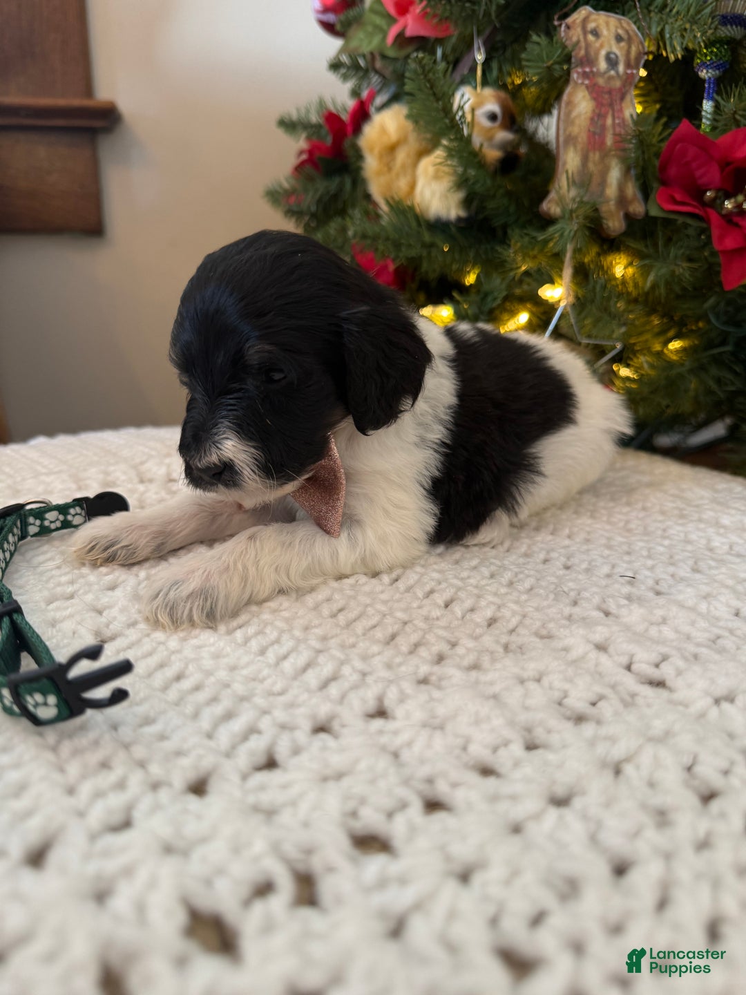 Mixed Breed dogs for sale: Frank - Ad 2