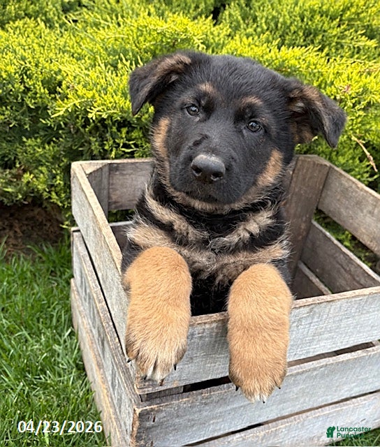 German Shepherd dogs Sully - Ad 1