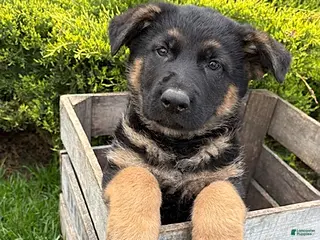 German Shepherd dogs for sale: Sully - Ad 3