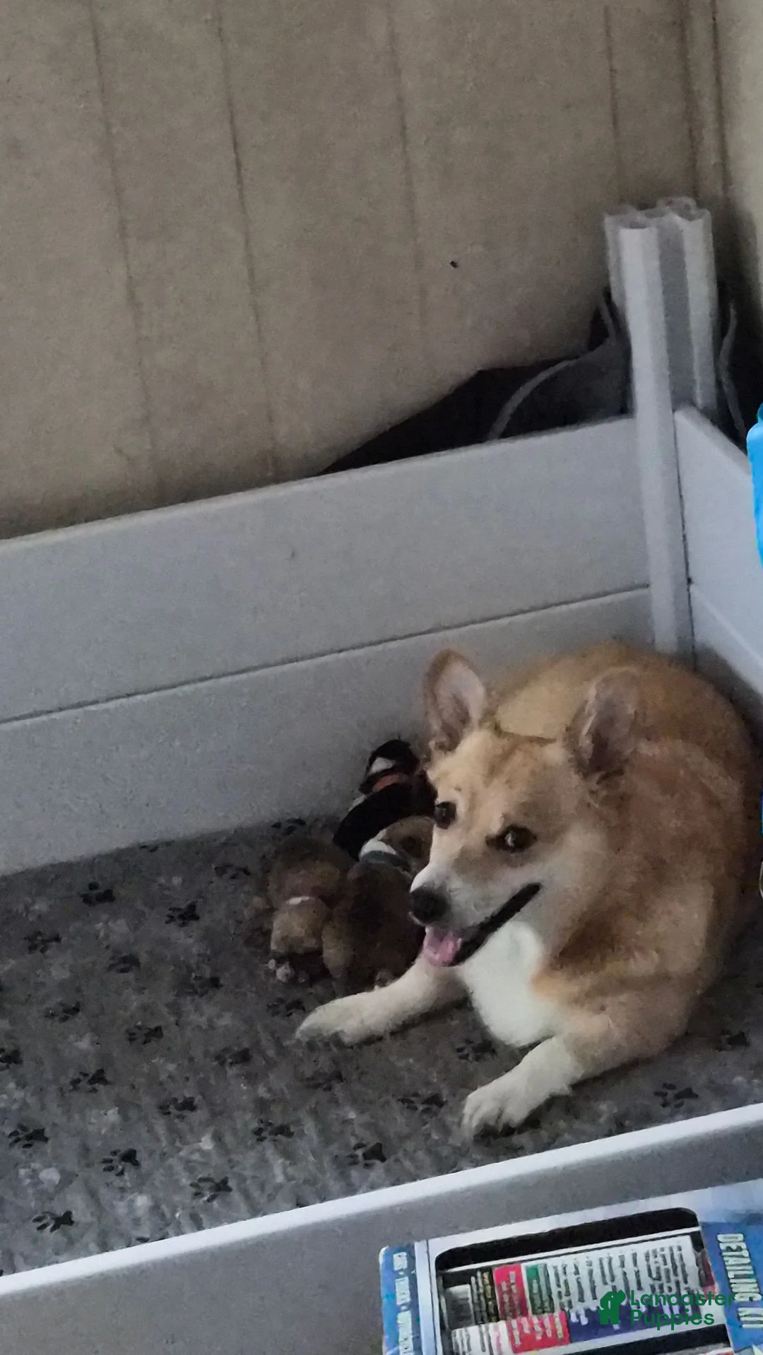 Welsh Corgi Pembroke dogs for sale: Welsh Corgi Pembroke 5 - Ad 2