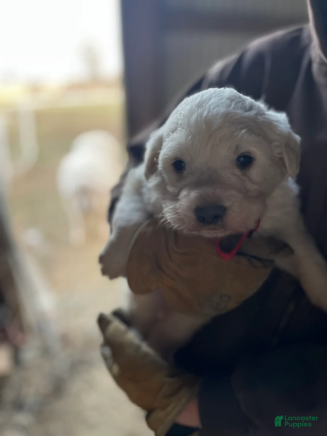 Great Pyrenees dogs for sale: Bosco - Ad 1