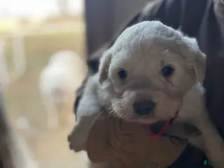 Great Pyrenees dogs Bosco - Ad 6