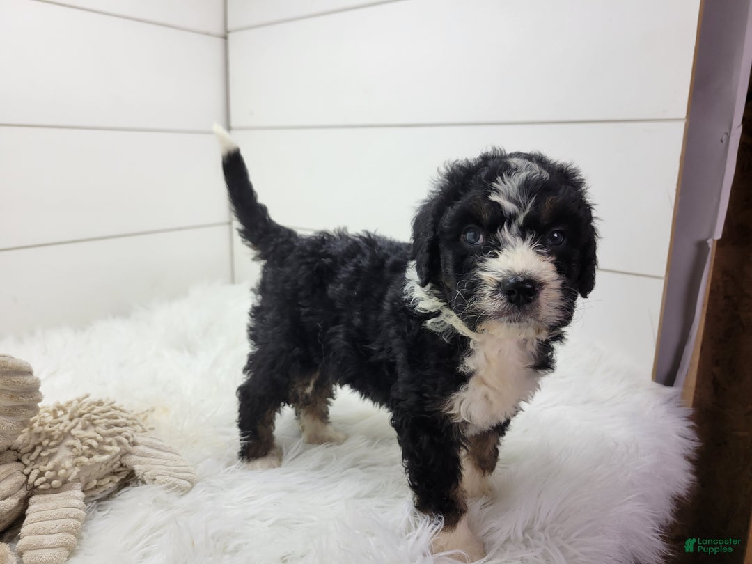 Bernedoodle dogs for sale: Bernedoodle Puppy 1 - Ad 4