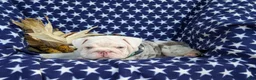 English Bulldog dogs for sale: Dunleigh - Ad 11