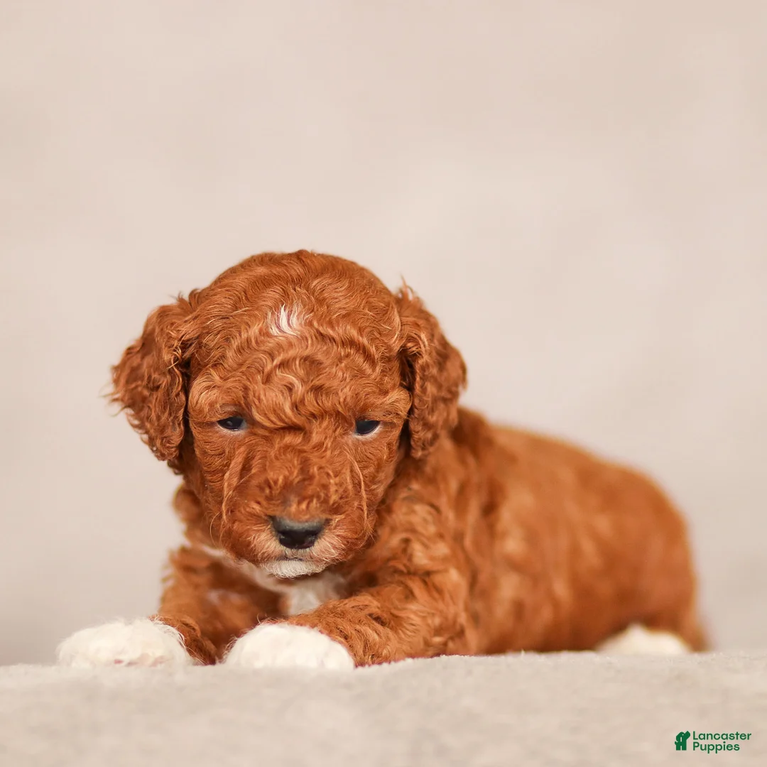 Standard Poodle dogs for sale: Baxter Poodle Puppy  - Ad 2