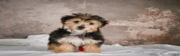 Yochon dogs for sale: ACE - Ad 4