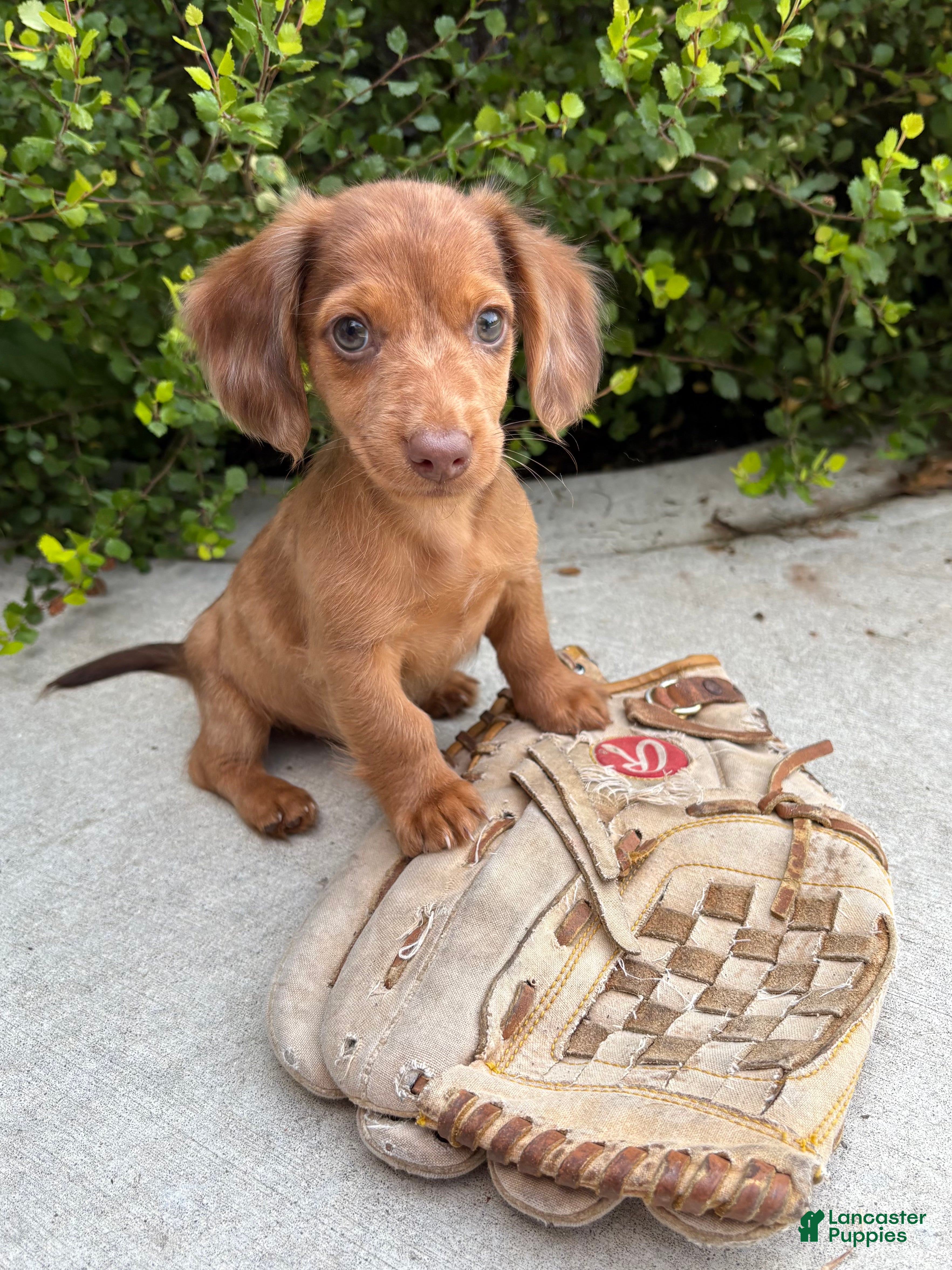Dachshund dogs Laker - Ad 1