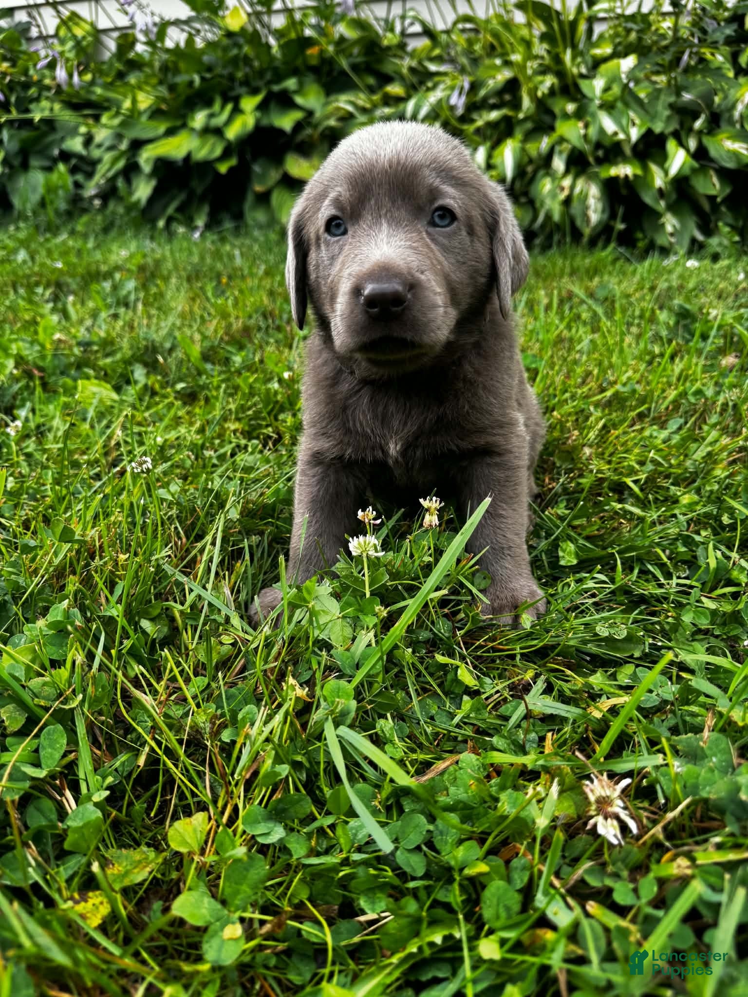 Labrador Retriever dogs Lotus - Ad 4