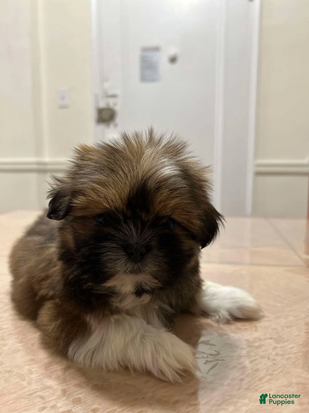 Shih Tzu dogs for sale: Jen - Ad 3