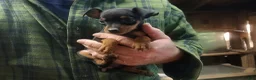 Miniature Pinscher dogs for sale: Benny - Ad 3