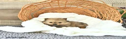 Pomeranian dogs for sale: Alex - Ad 2