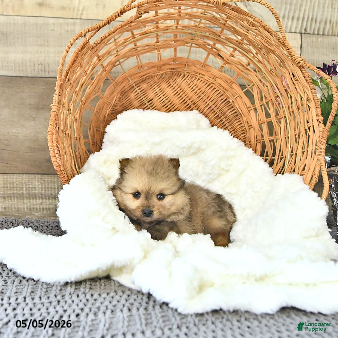 Pomeranian dogs for sale: Alex - Ad 2