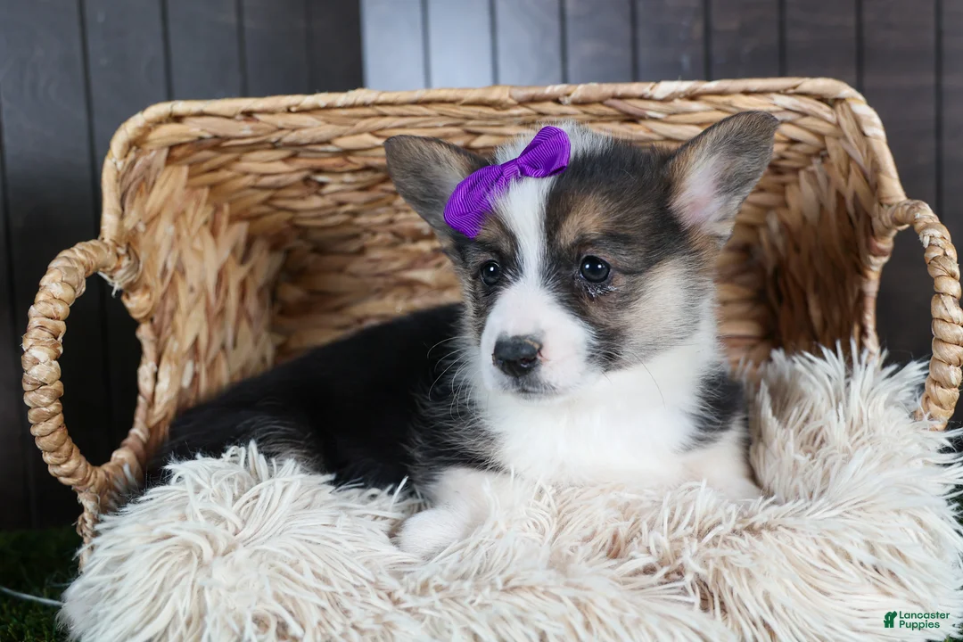 Welsh Corgi Pembroke dogs for sale: Ramona - Ad 2